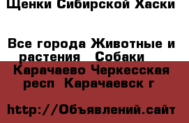 Щенки Сибирской Хаски - Все города Животные и растения » Собаки   . Карачаево-Черкесская респ.,Карачаевск г.